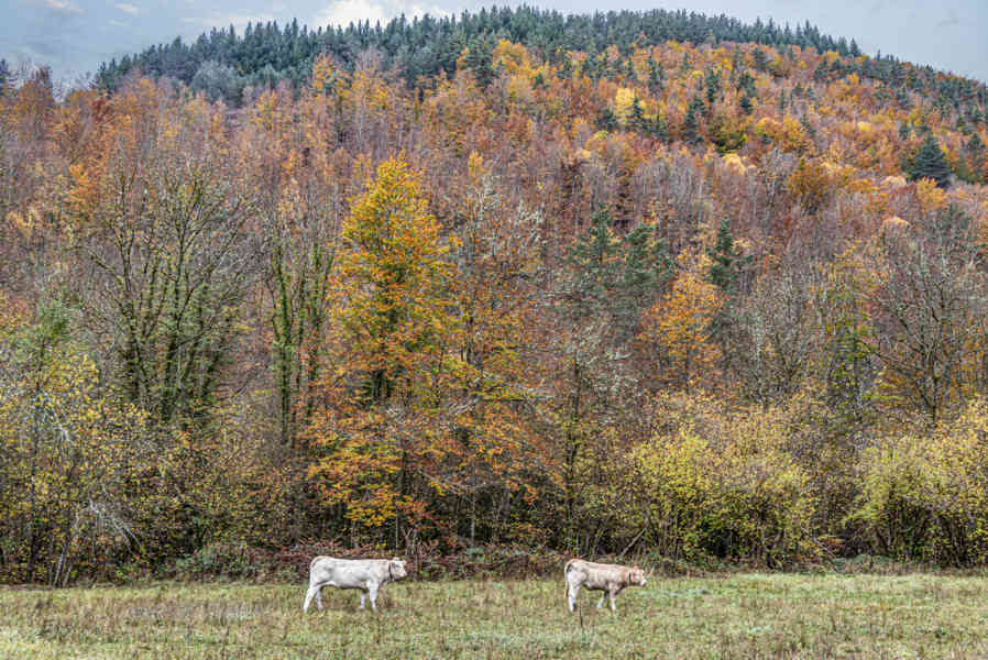 Comunidad Foral de Navarra 150 - valle de Roncal.jpg